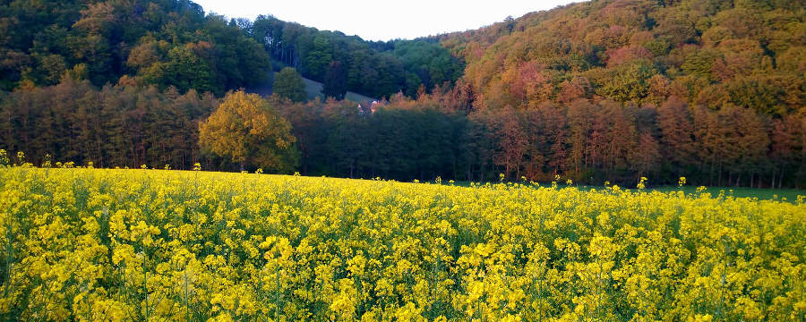 Rapsfeld
